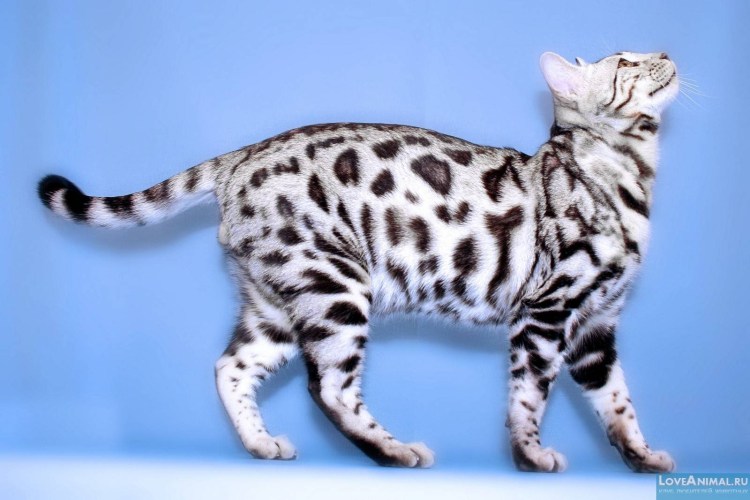 Бенгальская короткошерстная бенгал