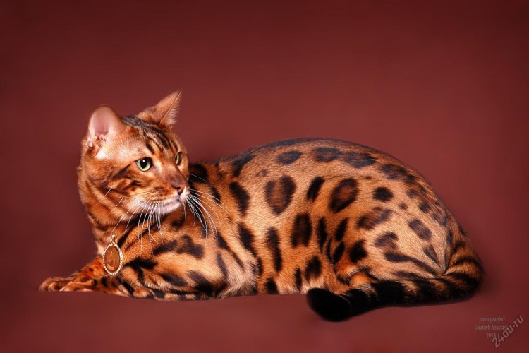 Кошки бенгальской породы