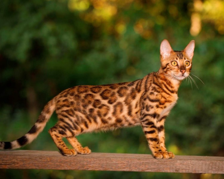 Дальневосточный бенгальский кот