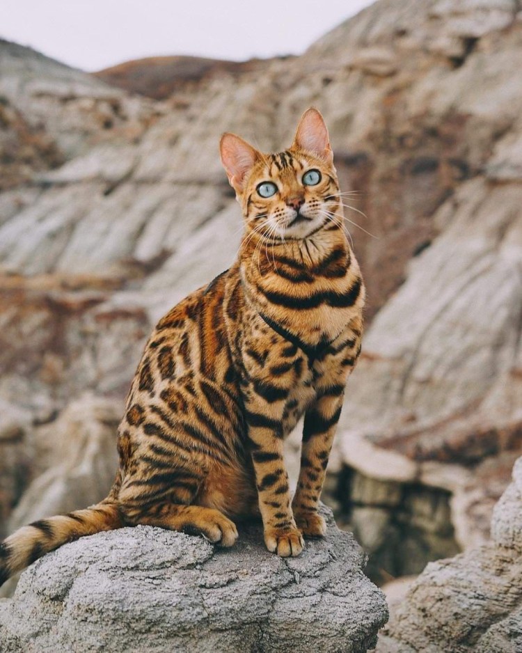 Азиатская леопардовая кошка алк