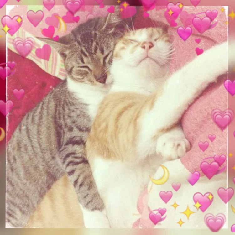 Кошки обнимаются