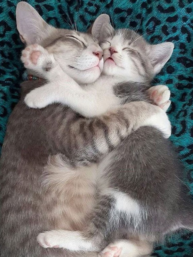 Котики обнимаются