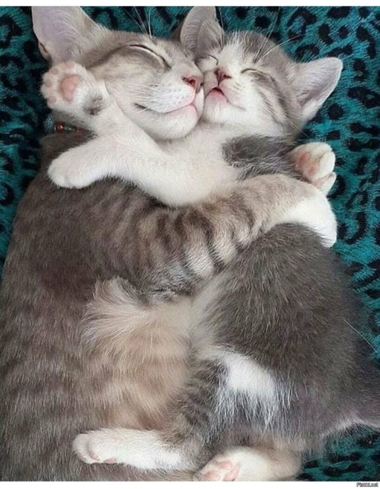 Кошки любовь