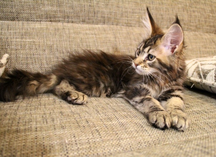 Котенок Мейн куна 1 месяц