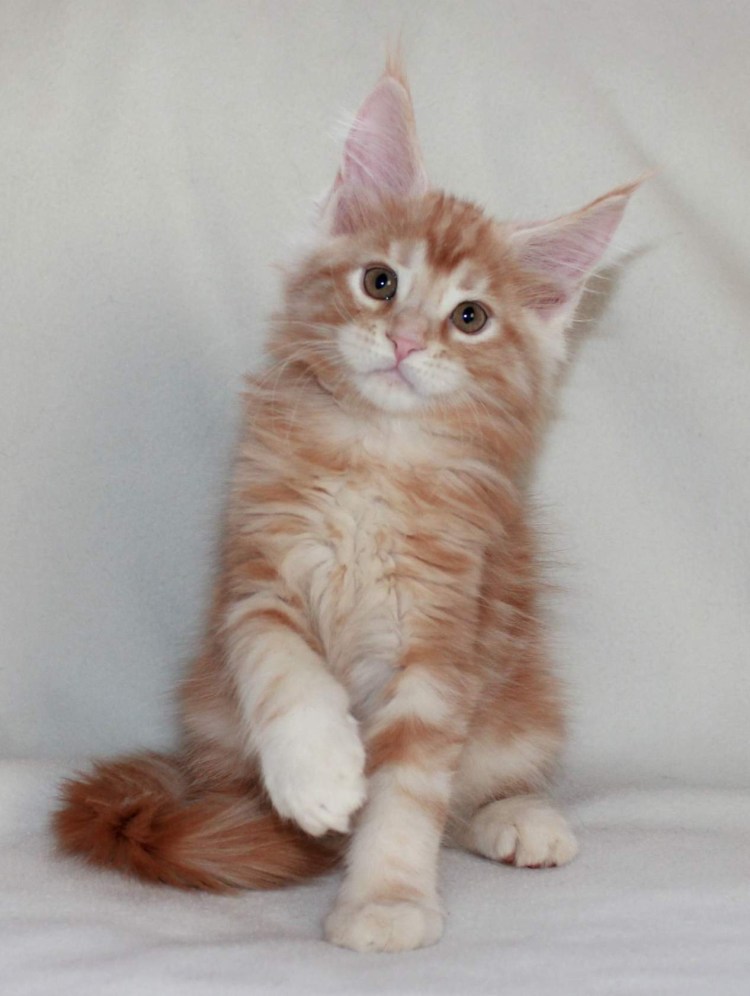 Котята Мейн-куна в 2 месяца