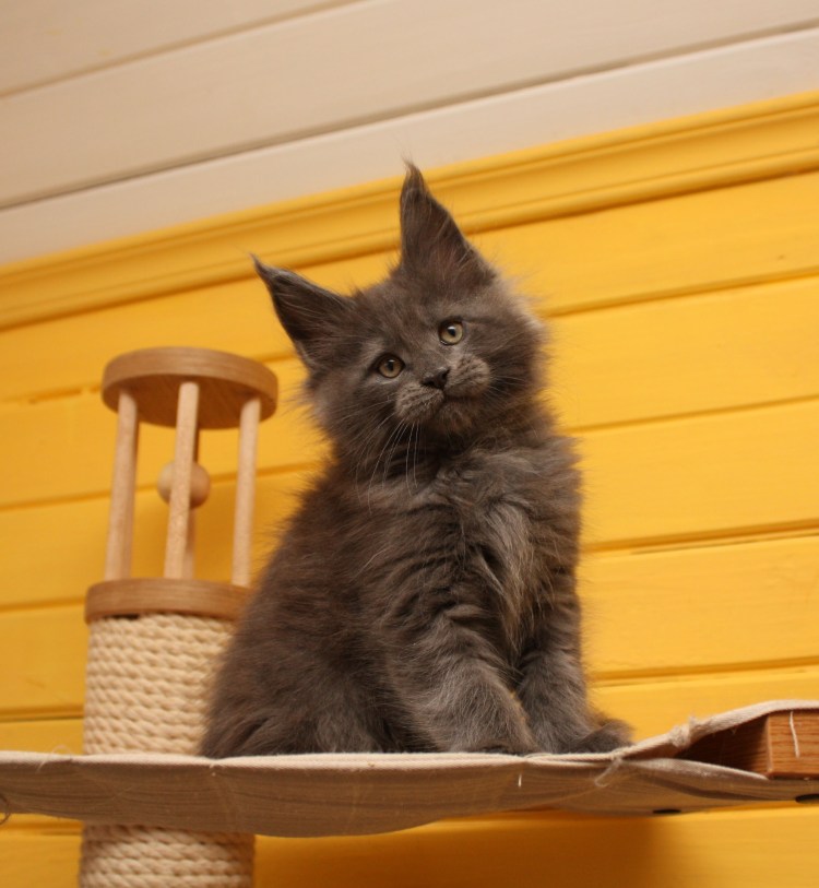 Мейн кун 1 месяц фото