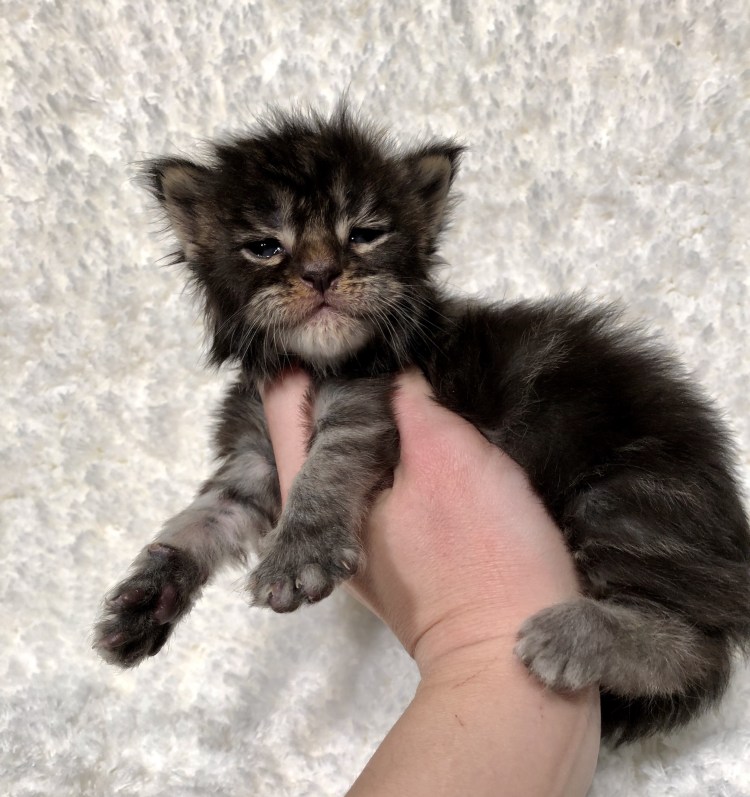 Котенок мейкуна в 2 месяца