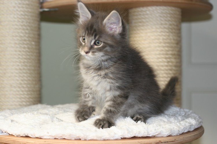 Котята Мейн куна 2-3 месяца