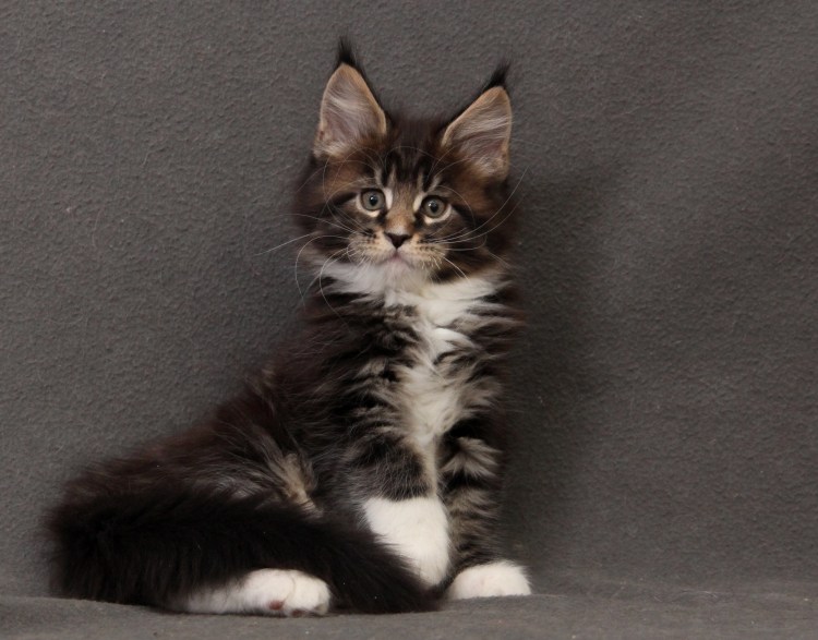 Котенок Мейн кун персиковый 2 месяца