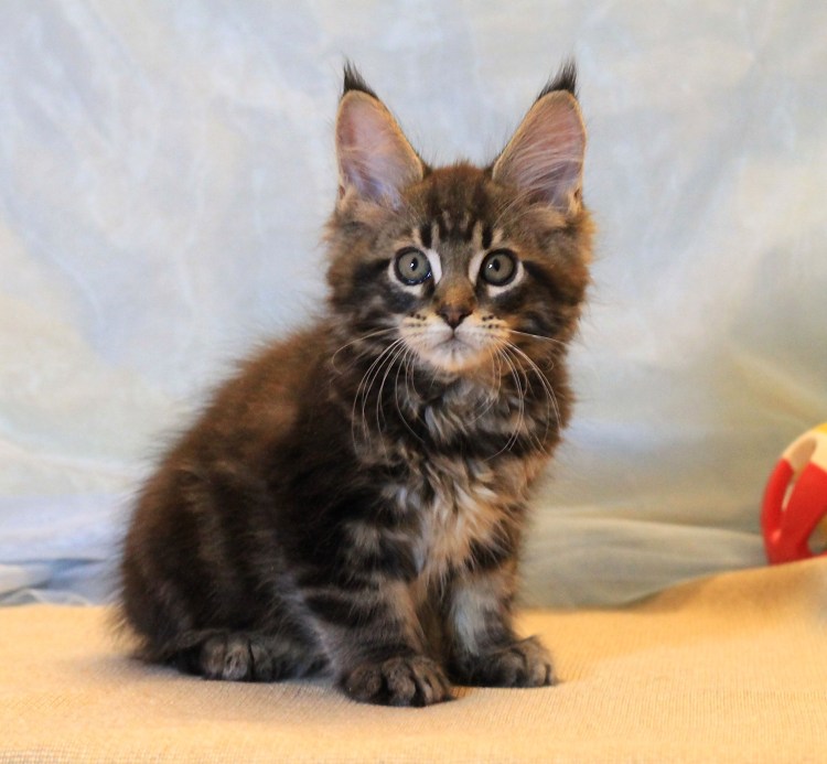 Фото котят Мейн кун окрас голубой Солид