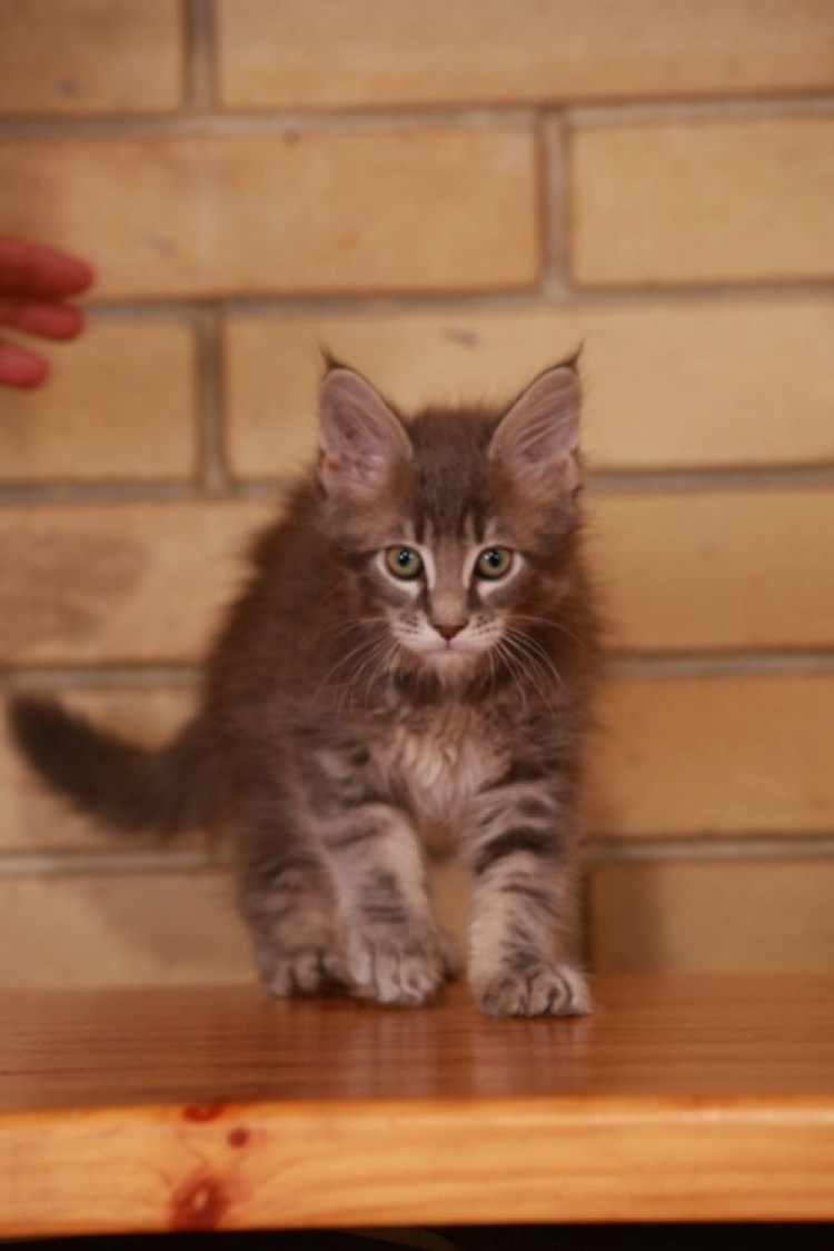 Хвост у Мейн куна в 4 месяца