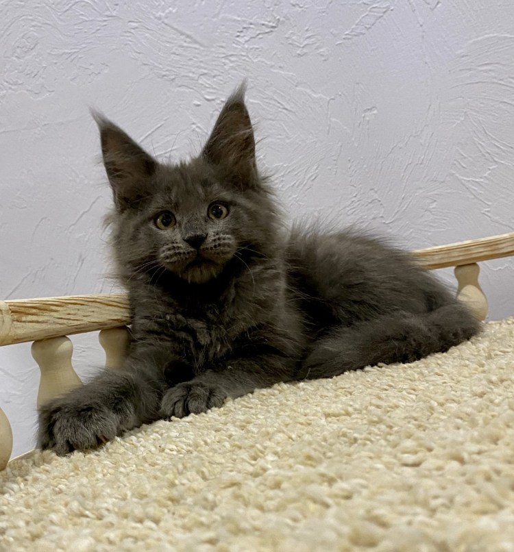 Котята Мейн кун 2 недели