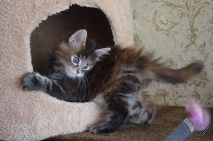 Мейн кун в 2 месяца фото на руках