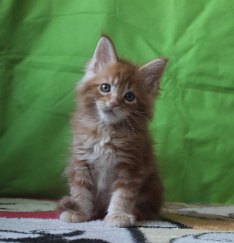 Черный котенок Мейн кун 2 месяца