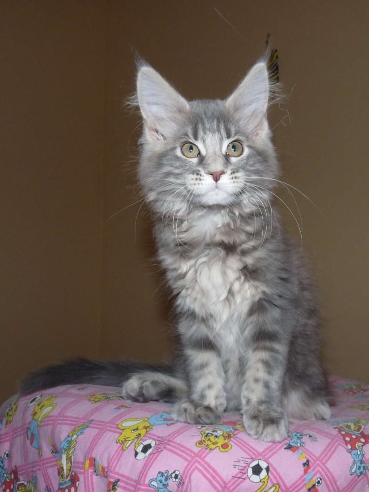 Котёнок Мейн-куна 2 месяца рыжий