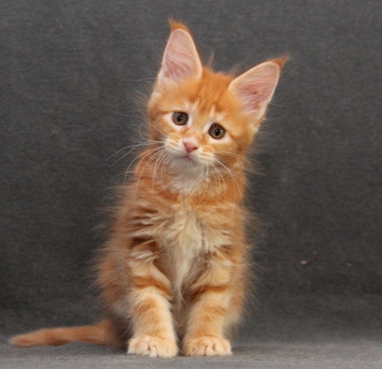 Котенок 2.5 месяца