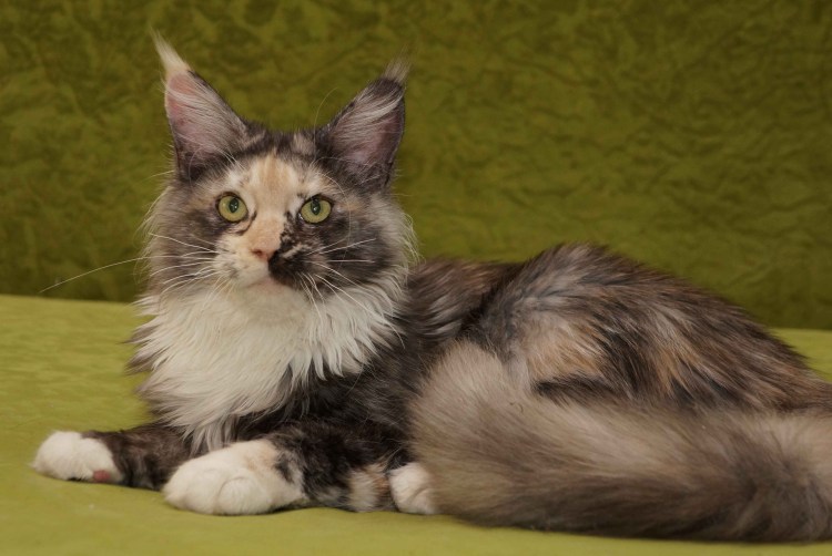 Котёнок Мейн-куна в 3 месяца