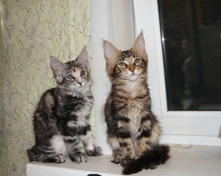 Greencoon питомник Мейн кунов