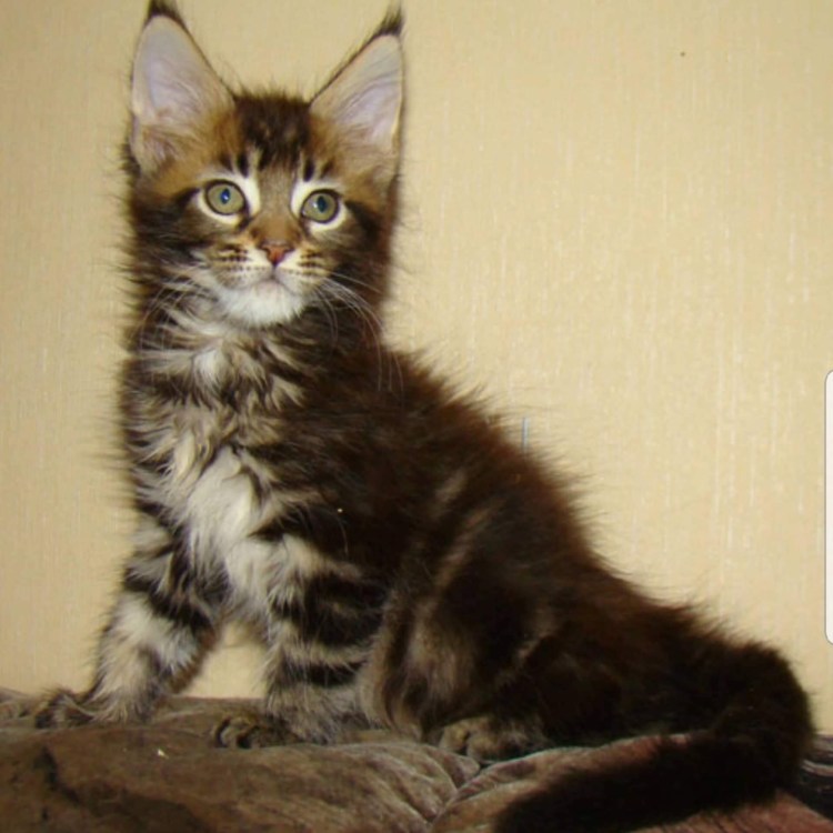 Мейн кун 2 месяца фото