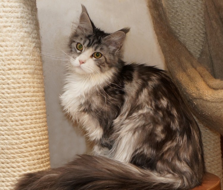 Котенок мейкуна в 2 месяца