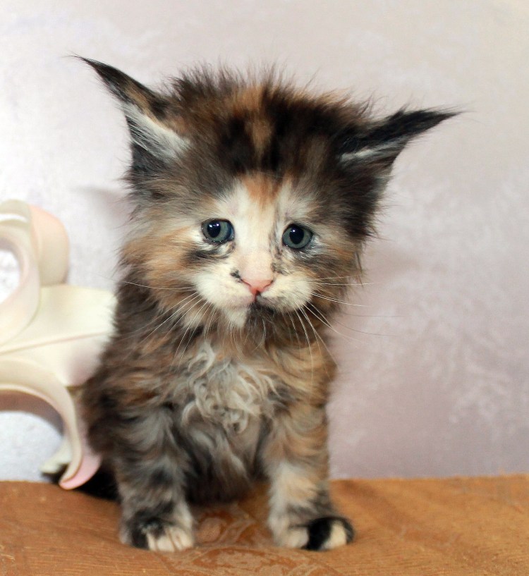 Котёнок Мейн-куна в 3 месяца