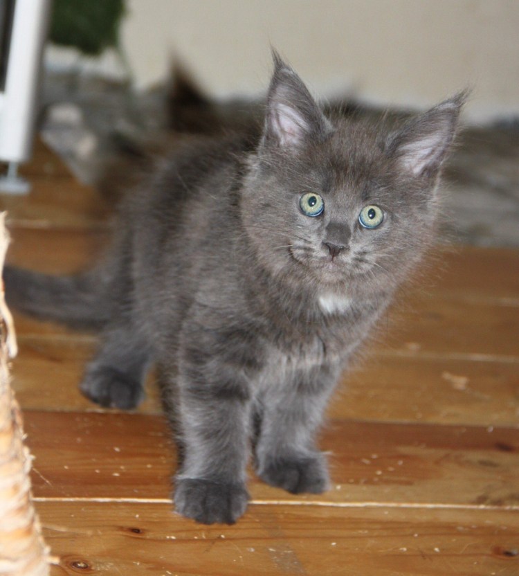 Котята Мейн куна котята2 месяца