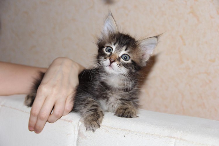 Котята Мейн-кун 2 месяца пятнистые