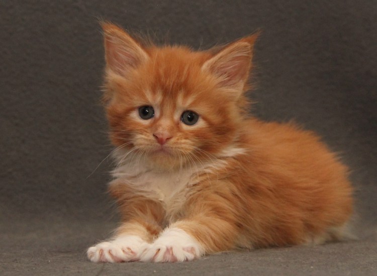 Котята Мейн-куна в 2 месяца