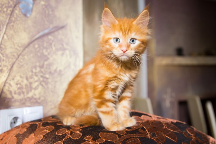 2 Месячный Мейн кун фото