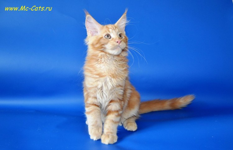 Котёнок Мейн-куна. Рвжий 2 месяца