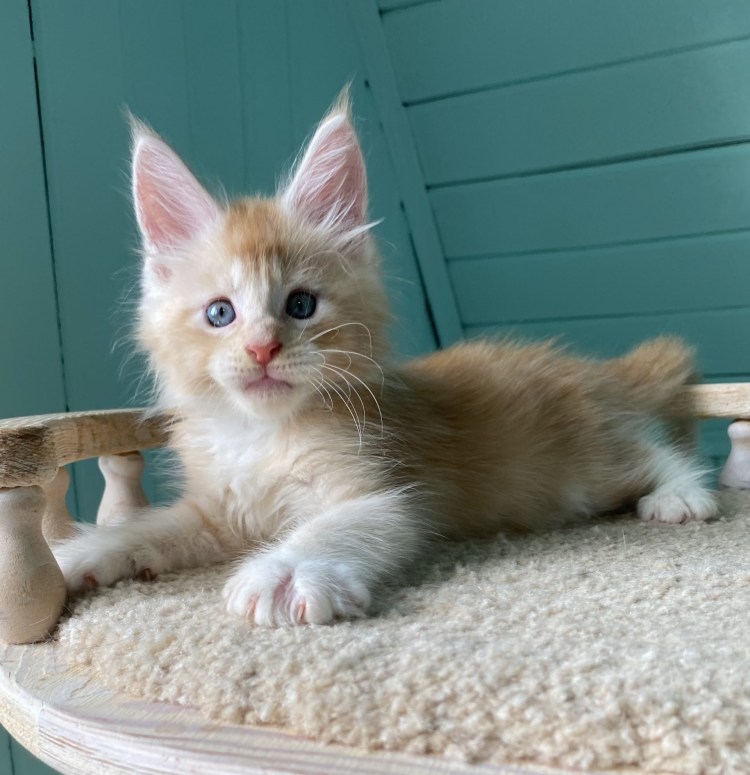 Рыжий котёнок Мейн куна 1 месяц