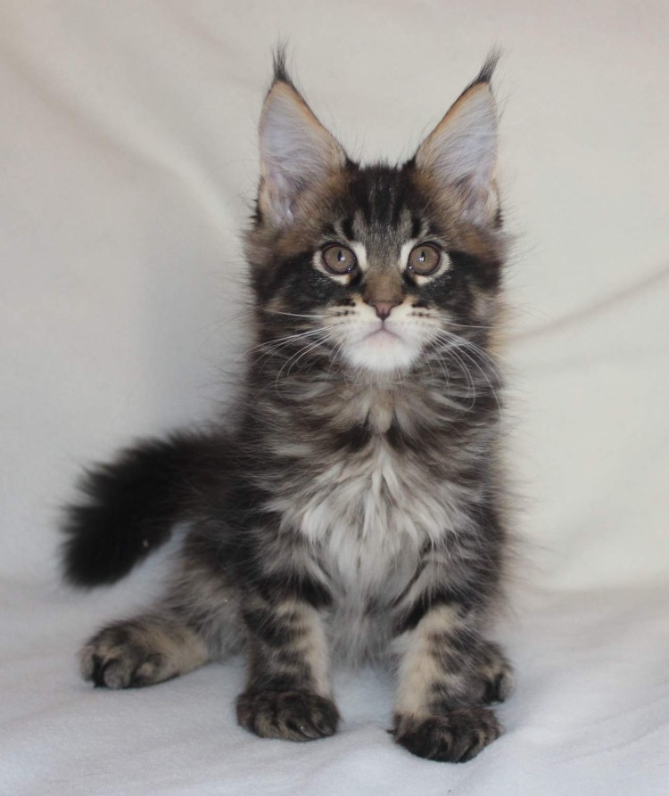 Мейккун мальчик Цицерон