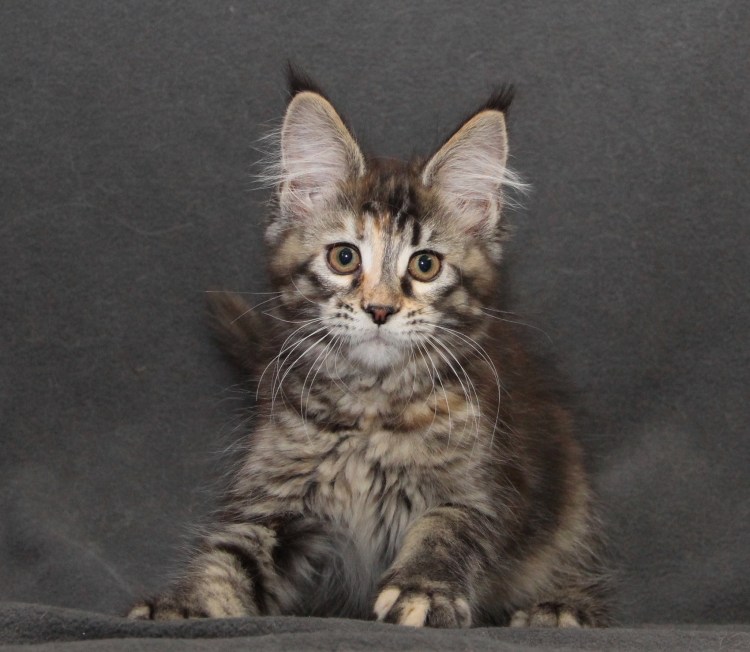 Котята Мейн-куна в 2 месяца