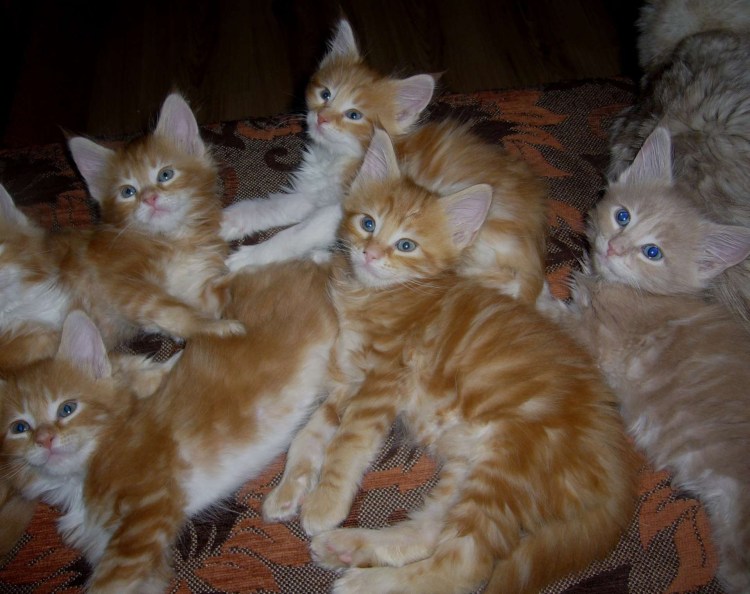 Котята Мейн куна мальчики