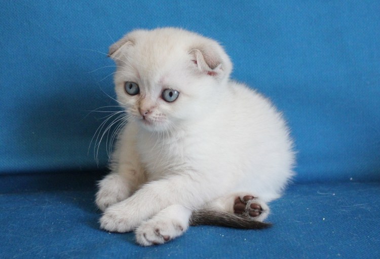 Шотландская колор Пойнт