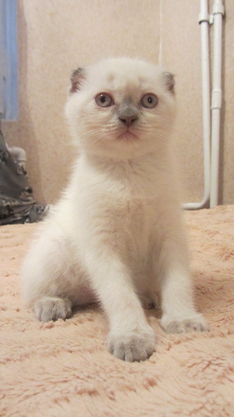 Шотландский страйт колор Пойнт