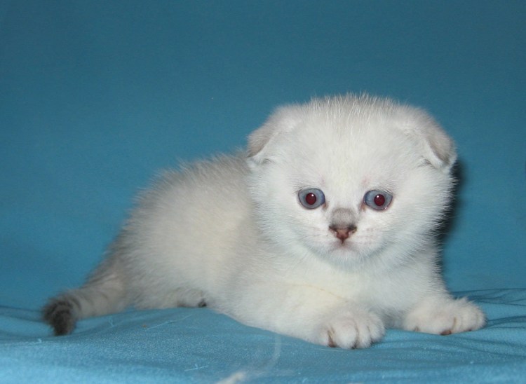 Шотландская вислоухая Линкс Пойнт