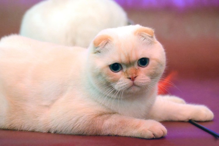 Белый вислоухий кот