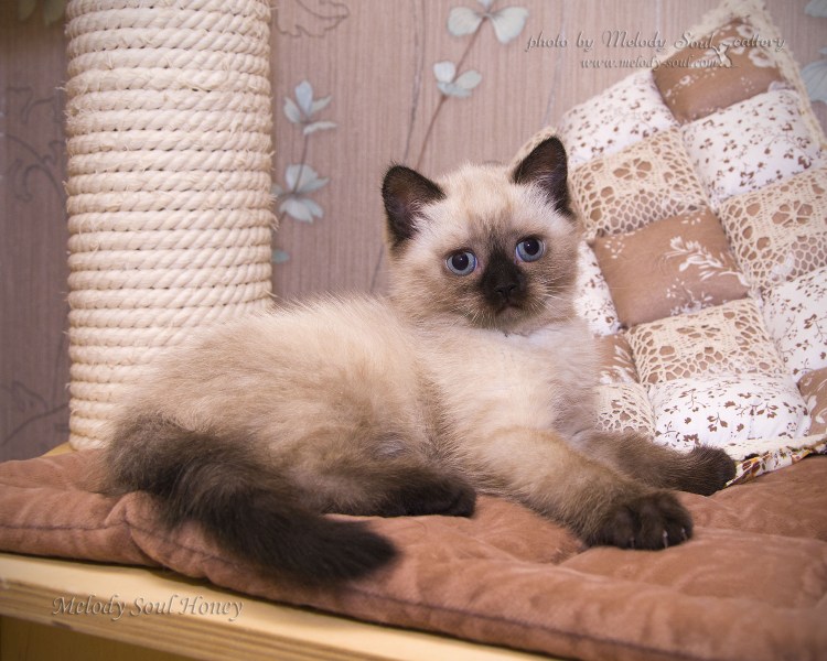 Сил Линкс Пойнт шотландец