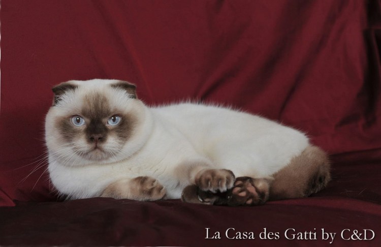 Шотландская вислоухая кошка колор Пойнт