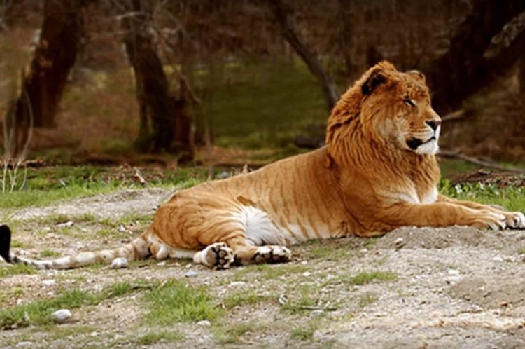 Лигр гибрид Льва и тигра