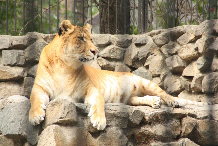 Лигр гибрид Льва и тигра