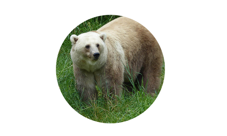 Лигр рядом с тигром