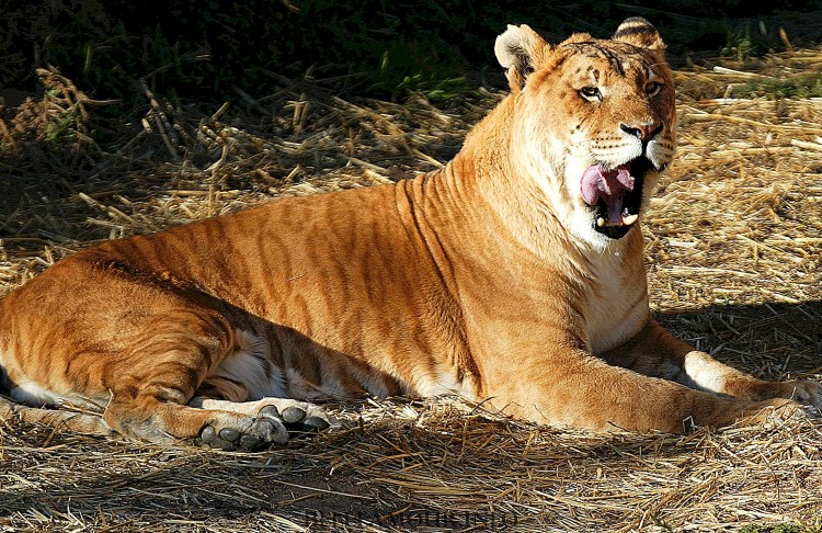 Тигролев гибрид тигра и львицы