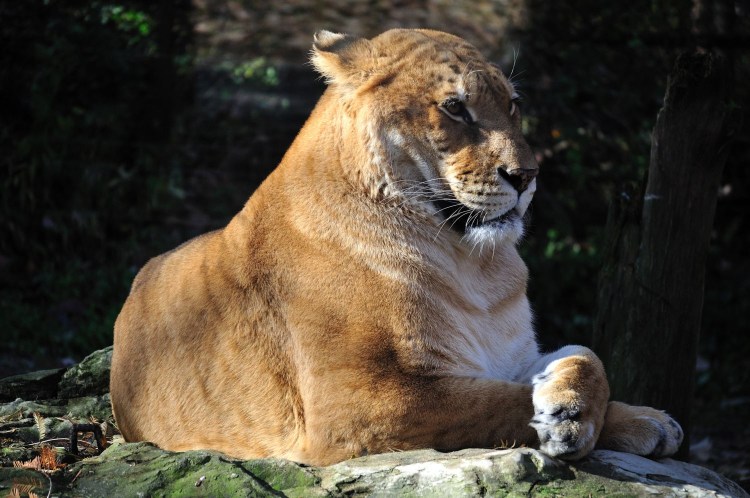 ТИГОН гибрид