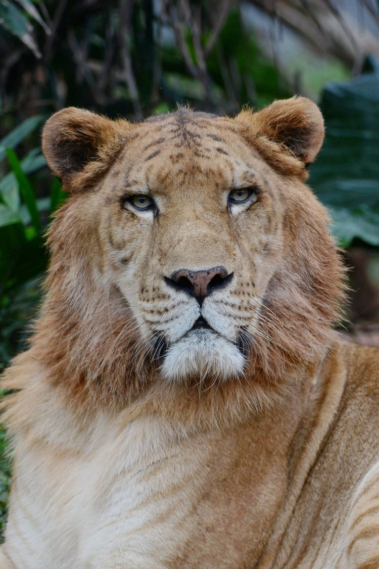 ТИГОН И Лигр Геркулес