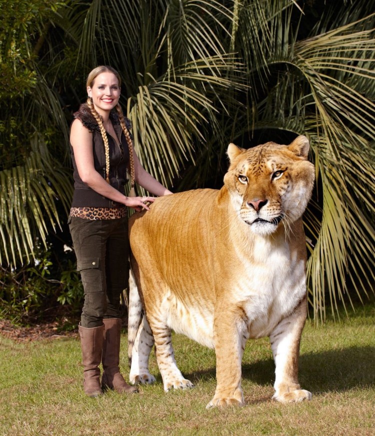 Лигр гибрид Льва и тигра