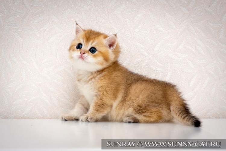 Золотая тикированная шиншилла ny25