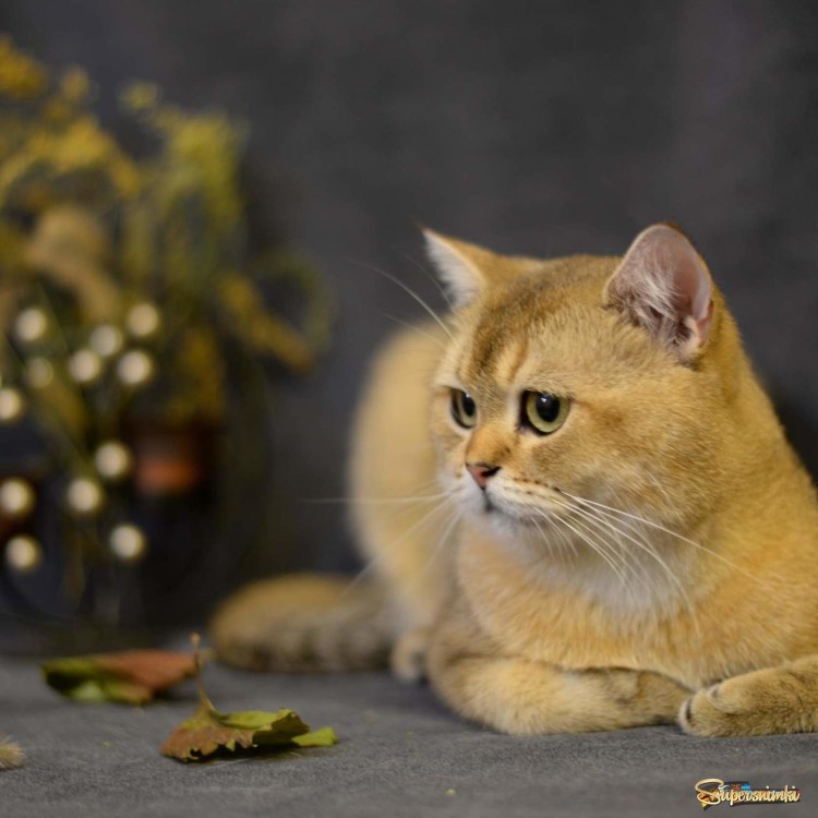 Золотая шиншилла фолд