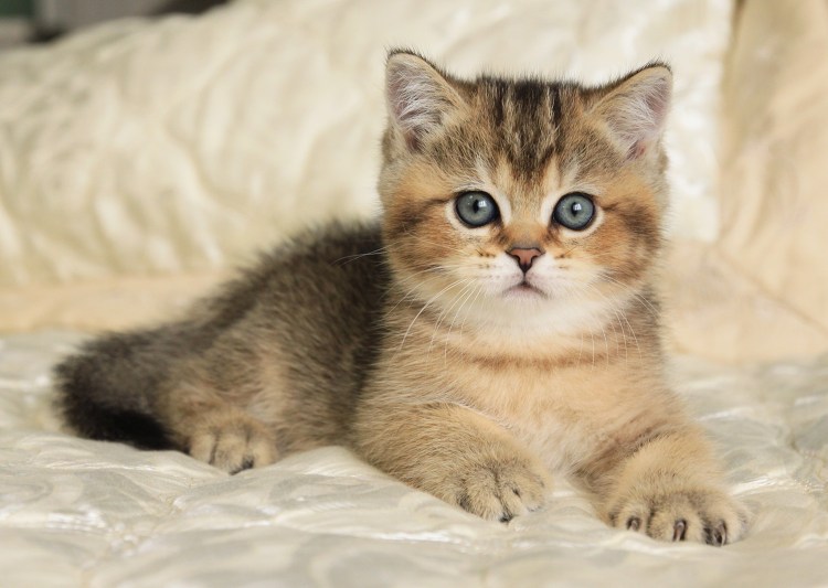 Шотландская Золотая тикированная шиншилла